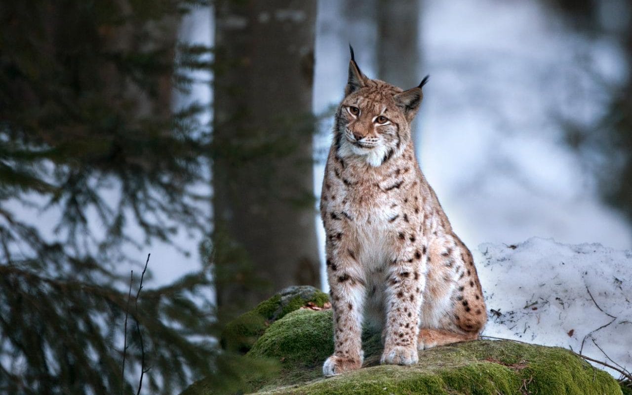 Lynx